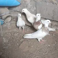 کبوتر فروشی با مرغ هم معامله میکنم