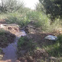 نهال سرخ آبی گلدانی