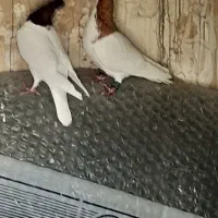 کفتر  چادری  چپ افشون   طوقی ۷ رنگ