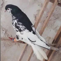 کفتر بوم پرشی