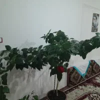گل خانگی