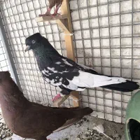 سینه سیاه جلو مشتری هوا میشه
