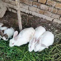 خرگوش|موش و خرگوش|شوش, |دیوار