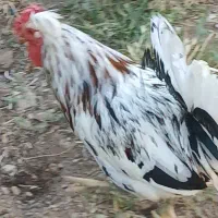 مرغ خروس گلین