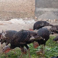 بوقلمون نر سنگین و درشت
