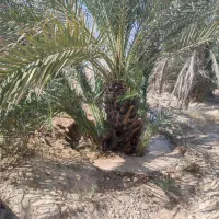 نخل گنتار