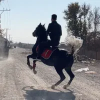 اسب|اسب و تجهیزات اسب‌سواری|زرندیه, |دیوار