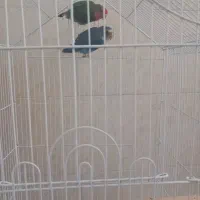 جفت کوتوله برزیلی