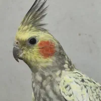 گمشده