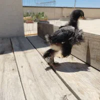 جوجه برهما