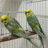 مرغ عشق