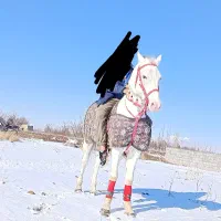 اسب|اسب و تجهیزات اسب‌سواری|ملکان, |دیوار