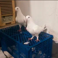 کبوتر های پرشی نر ماده ب شرط آس پرش بالای ۸ساعت