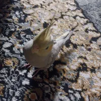 عروس هلندی فقط  معامله  با سهره