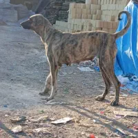 سگ ماده گله ای