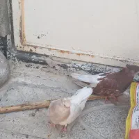 جوجه قنار سرور