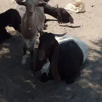 بز چاق باب نزری
