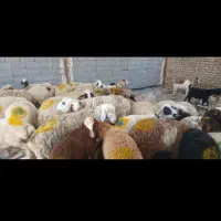 ذبح‌گوسفند|حیوانات مزرعه|مشهد, همت آباد|دیوار