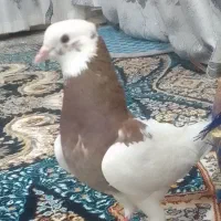 فروش کبوتر طوقی در حمیدیه