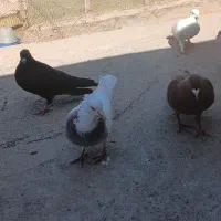 کبوتر