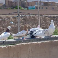 انواع کفتر