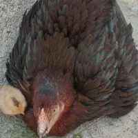 مرغ لاری کرچ به همراه جوجه