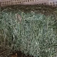 یونجه چین ۳