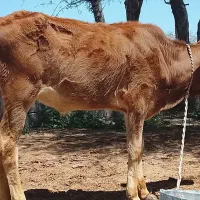 ۲ راس گوساله نر خوراک خوار