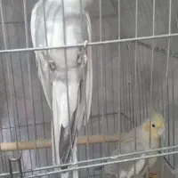 یک جفت عروس هلندی مولد