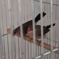 فنچ