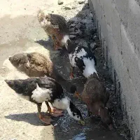 اردک محلی