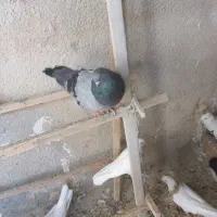 کبوتر سبز چشم سفید نر