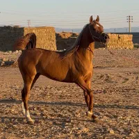 اسب عرب دوسروارداتی