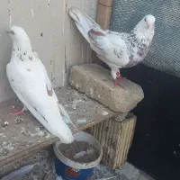 کفتر