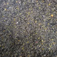 معجون رایگان رایگان آلزایمر