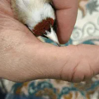 سهره نر چونه سفید