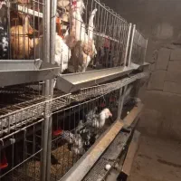 قفس مرغ مولد  خانگی ۲۰۰ سر