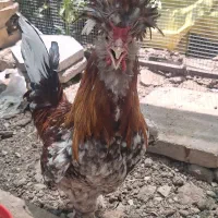 خروس