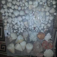 صدف وسنگ های اکواریوم