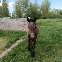 کره مادیان ازنسل انسیاتور۸ماهه
