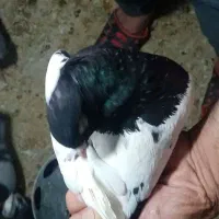 سلام یک عدد کفتر کله سیاه فروشی