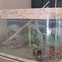 اکواریم شیشه خم