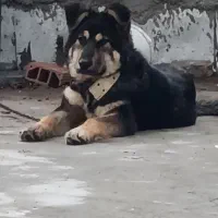 سگ سرابی نر قیمت 2میلیون