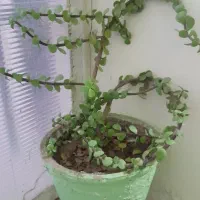 گل خرفه
