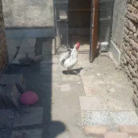 فروش خروس خانگی