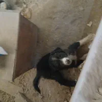 توله سگ دوتا واگذار