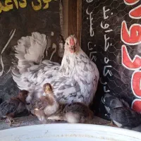 مرغ گلین با جوجه