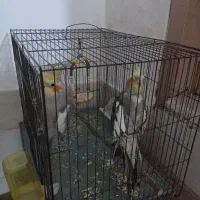 عروس هلندی