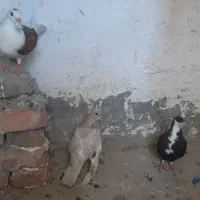 کبوتر|پرنده|زاهدان, |دیوار