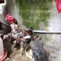 مرغ و خروس لاری